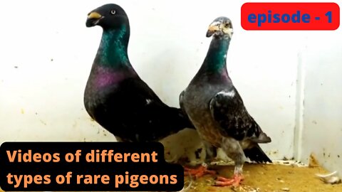 Videos of different types of rare pigeons, episode - 1