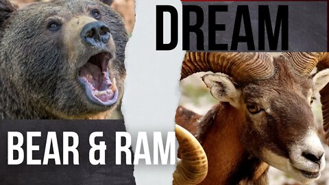 The Bear and the Ram Dream!!!