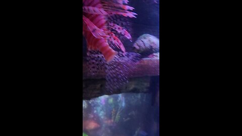 The view from inside the lionfish tank