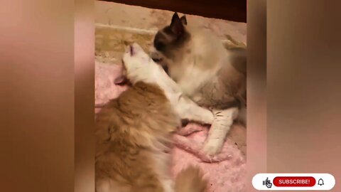 amazing cat and kitten videos
