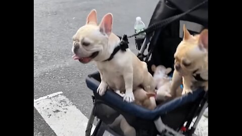 Surprise! Puppies!!!!!!!! - A family affair - Dog spotting