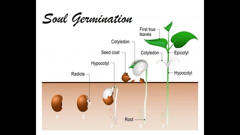 Soul Germination - Breaking Through the 3D Ego to Evolve Fully into Your Higher Self