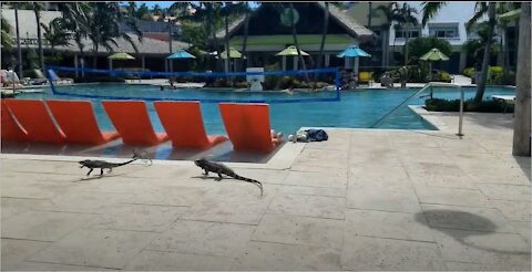 Iguana In The Pool! 😂 St. Thomas USVI (Feb 2020)