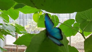 Blue Morpho Butterflies - blauwe Morpho vlinders -- klein Costa Rica