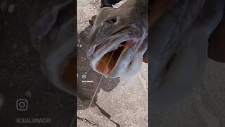 صيد اسماك الكوريين في صحرائنا المغربية .. كونوا في الموعد هذا المساء، فيديو جديد لصيد الكوربين 🎣🐟