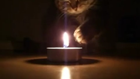 Cat playing with fire.