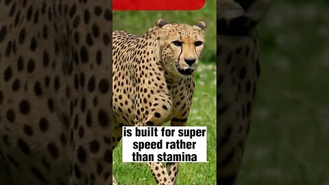 10 FACTS ABOUT CHEETAH | ANIMAL FACTS
