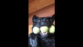 Hilarious pup holds perfroms 3 tennis ball trick