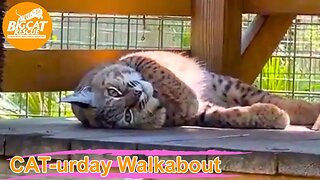 Caturday Walkabout with senior keepers Amanda and Kristen at Big Cat Rescue! 05 27 2023