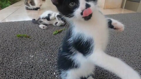 Cute kitten punched the camera like a boxer