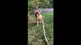 MASSIVE Pit Bull finds a stick (entire tree branch) big enough for him! 🦁🪵😆