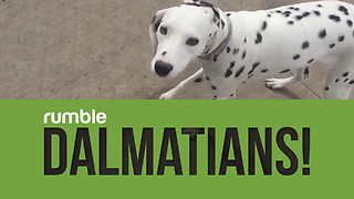 Compilation Of Dalmatians That Proves How Funny Dogs Can Be