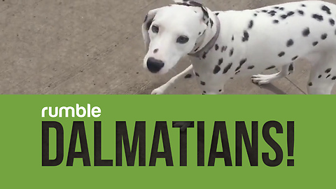 Compilation Of Dalmatians That Proves How Funny Dogs Can Be