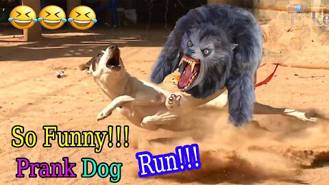 Wow! Fake Tiger Prank - Dog No Run So Funny - Try To Stop Laugh Challenge