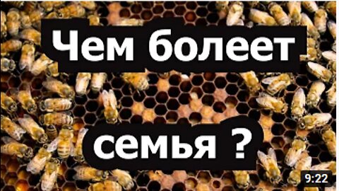Пасека #39 Это может Гнилец или нет- Пчелиный эксперимент - Чем болеет семья - Пчеловодство. Пасека.