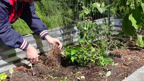 Overwintering pepper plants