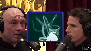 Is the Kraken More Than a Myth Exploring New Evidence Joe Rogan Experience