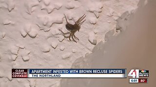 Brown recluse spiders invade Northland apartment, tenant wants to move out