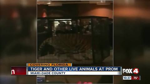 Caged tiger displayed at prom