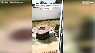 Dog only responds to cookie jar call
