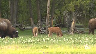 Yellowstone opens to smaller crowds