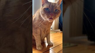 The Loudest Cat Meows 🐱 #catvideos