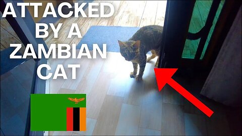 How To Survive A Cat Attack In Zambia