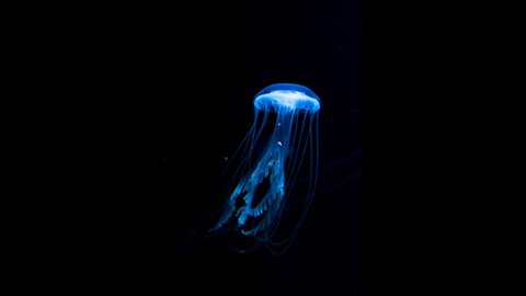 ~~Blue Jellyfish~~