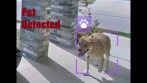 Unifi Animal detection
