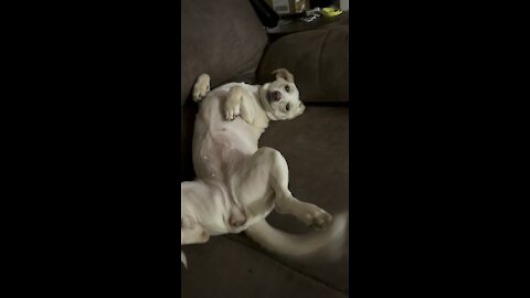 Funny dog wiggles