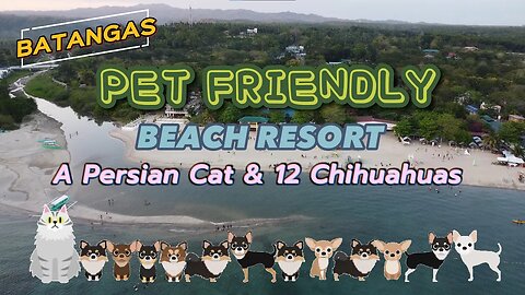 Pet Friendly Beach Resort for 12 Chihuahuas and 1 Persian Cat | Kabayan Beach Resort in Batangas