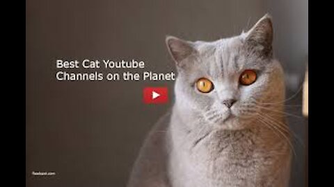 funny cat videos love