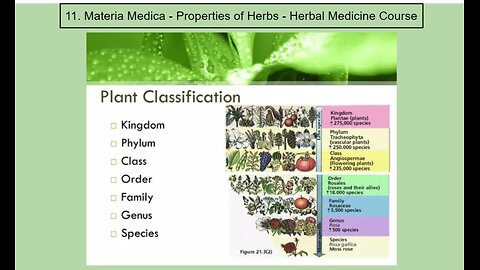 Personal Alkemy Class 11 of 16 - What is a Materia Medica? + Botany Pearls
