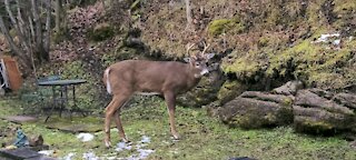 Two Year Old Buck