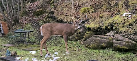 Two Year Old Buck