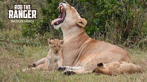 Lion Pride With Small Cubs And Big Male | Lalashe Maasai Mara Safari