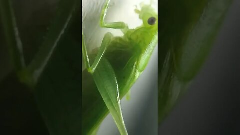 Luck Green Cricket at Apexel Microscope Lens for Smartphone