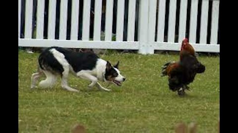 angry cock vs dog - galo bravo vs cachorro