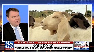 CA Politicians Attack GOAT-Grazing and Wildfire Prevention