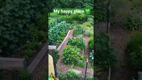 Ohio Vegetable Garden- July