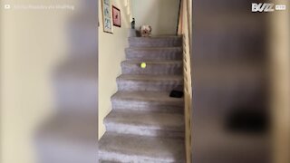 Hund leger 'hent bolden' med sig selv