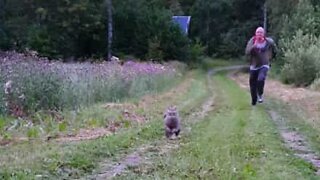 Cat runs 50 meter race with owner