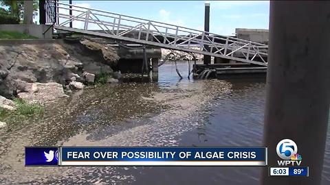 State says blue green algae in Lake Okeechobee is not toxic