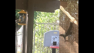 Squirrel stealing bird food