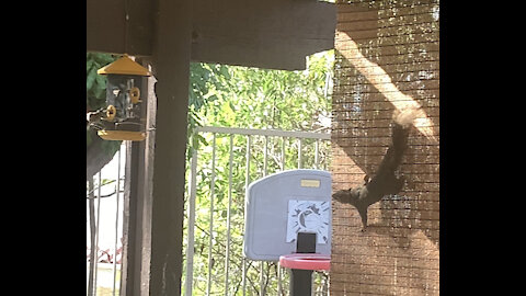 Squirrel stealing bird food