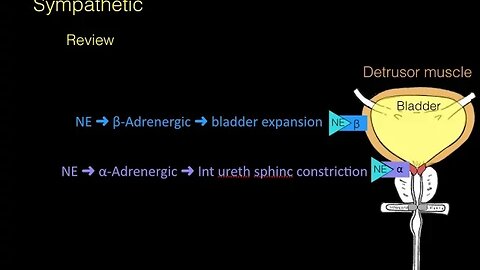 Autonomic innervation of the Bladder