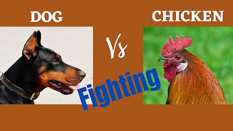 Dog Vs Chicken fighting | Funny Dog fighting with chicken
