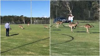 Canguri invadano il campo durante una partita di calcio infantile