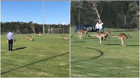 Canguri invadano il campo durante una partita di calcio infantile