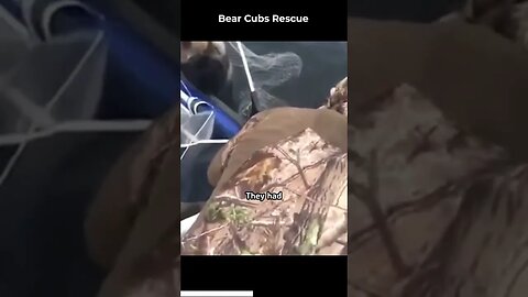 Bear Cubs Rescue
